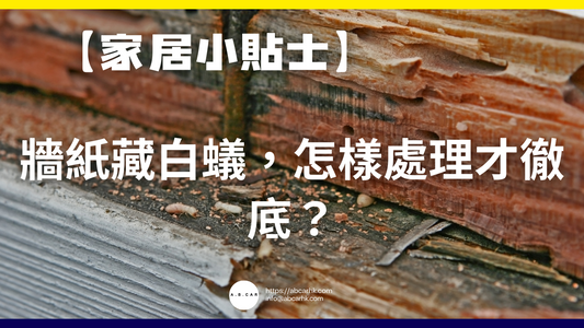 【家居小貼士】牆紙藏白蟻,怎樣處理才徹底?