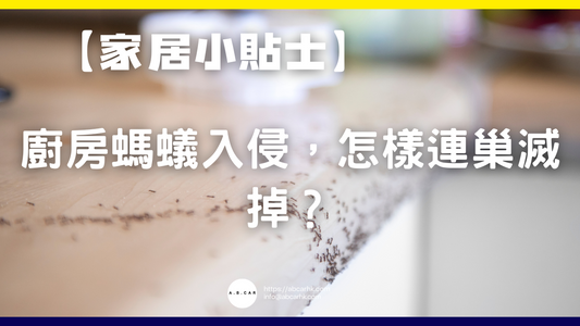 【家居小貼士】廚房螞蟻入侵,怎樣連巢滅掉?