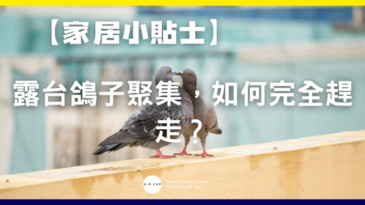 【家居小貼士】露台鴿子聚集,如何完全趕走?
