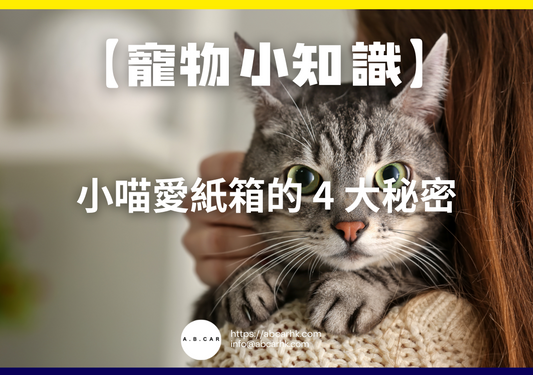 【寵物小知識】小喵愛紙箱的 4 大秘密