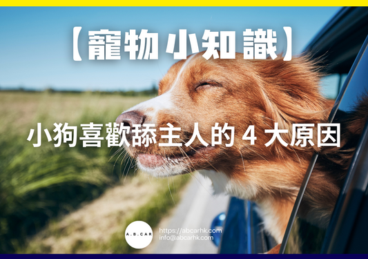 【寵物小知識】小狗喜歡舔主人的 4 大原因