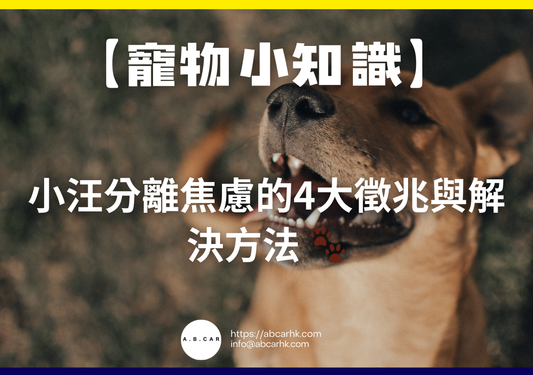 【寵物小知識】小汪分離焦慮的4大徵兆與解決方法 🐾