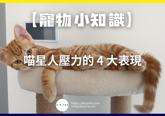 【寵物小知識】喵星人壓力的 4 大表現