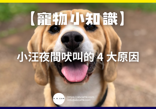 【寵物小知識】小汪夜間吠叫的 4 大原因
