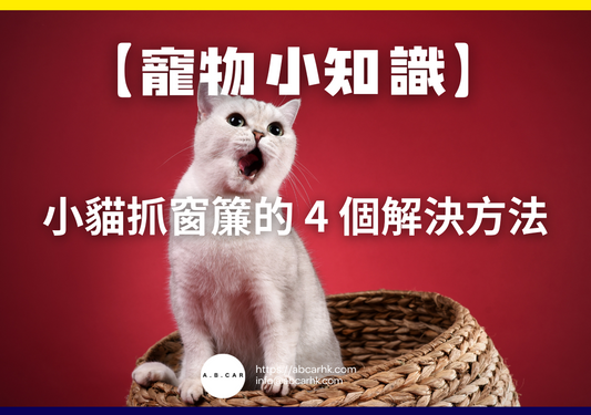 【寵物小知識】小貓抓窗簾的 4 個解決方法