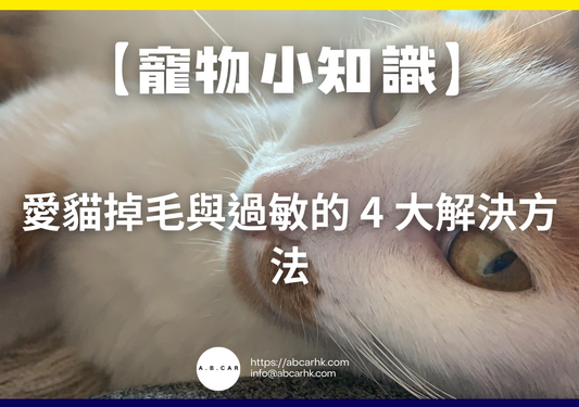 【寵物小知識】愛貓掉毛與過敏的 4 大解決方法