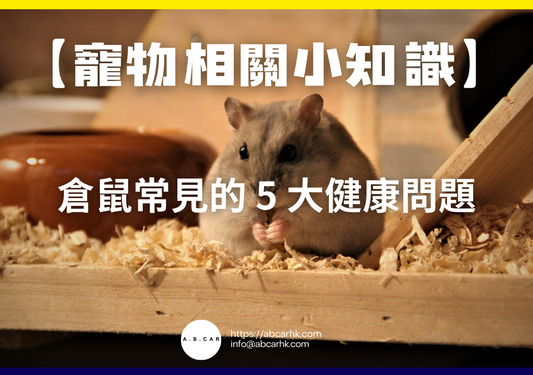 【寵物相關小知識】倉鼠常見的 5 大健康問題