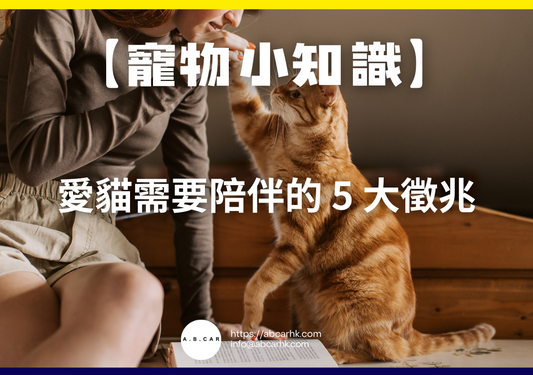 【寵物小知識】愛貓需要陪伴的 5 大徵兆