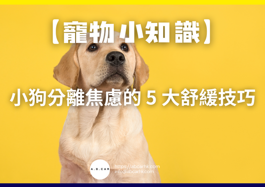 【寵物小知識】小狗分離焦慮的 5 大舒緩技巧