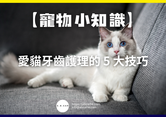【寵物小知識】愛貓牙齒護理的 5 大技巧