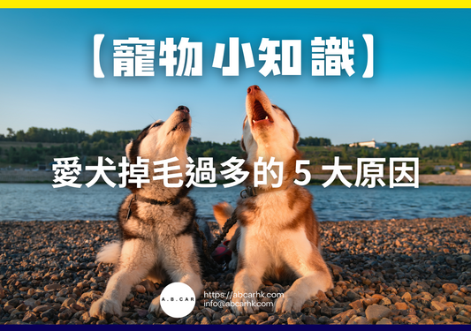 【寵物小知識】愛犬掉毛過多的 5 大原因