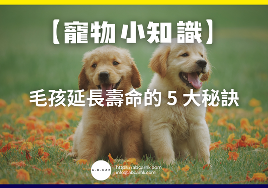 【寵物小知識】毛孩延長壽命的 5 大秘訣