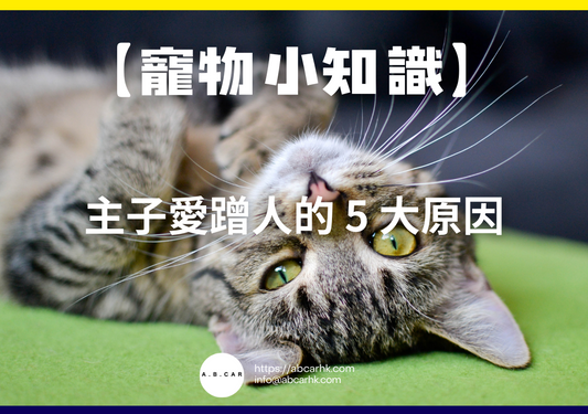 【寵物小知識】主子愛蹭人的 5 大原因