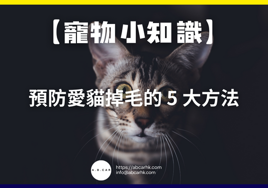 【寵物小知識】預防愛貓掉毛的 5 大方法