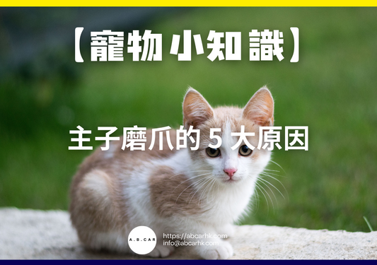 【寵物小知識】主子磨爪的 5 大原因