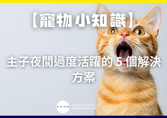 【寵物小知識】主子夜間過度活躍的 5 個解決方案