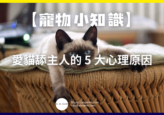 【寵物小知識】愛貓舔主人的 5 大心理原因