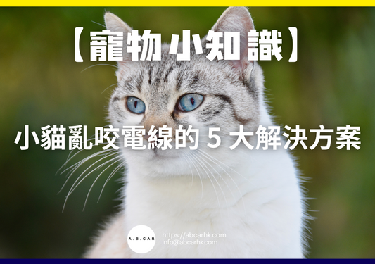 【寵物小知識】小貓亂咬電線的 5 大解決方案