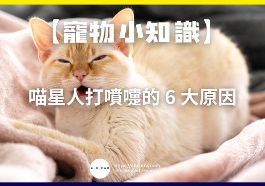【寵物小知識】喵星人打噴嚏的 6 大原因