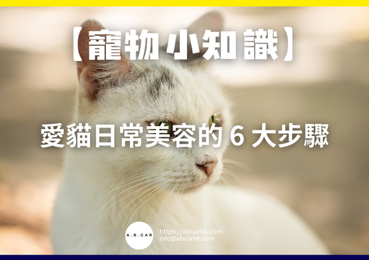 【寵物小知識】愛貓日常美容的 6 大步驟
