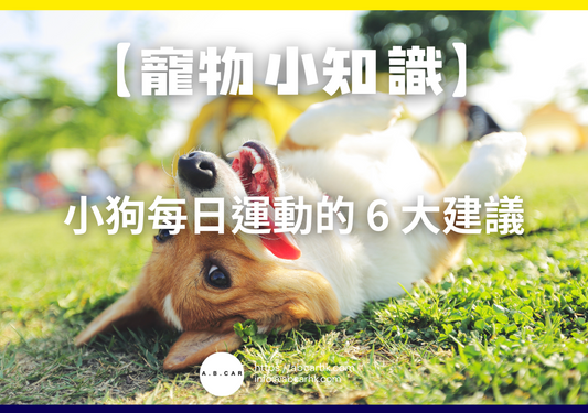 【寵物小知識】小狗每日運動的 6 大建議