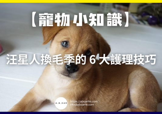 【寵物小知識】汪星人換毛季的 6 大護理技巧