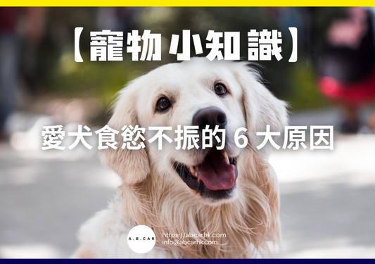 【寵物小知識】愛犬食慾不振的 6 大原因
