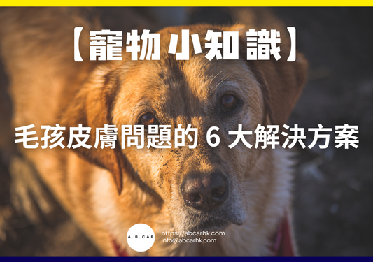 【寵物小知識】毛孩皮膚問題的 6 大解決方案