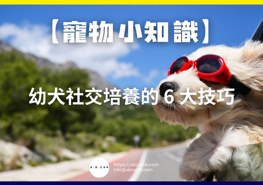 【寵物小知識】幼犬社交培養的 6 大技巧