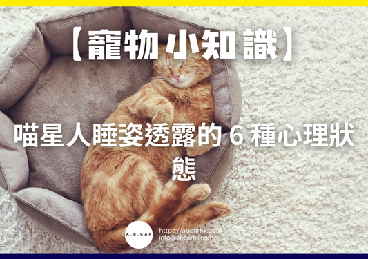 【寵物小知識】喵星人睡姿透露的 6 種心理狀態