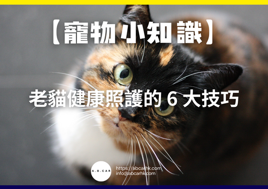【寵物小知識】老貓健康照護的 6 大技巧