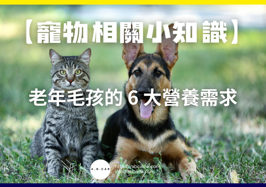 【寵物相關小知識】老年毛孩的 6 大營養需求