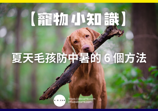 【寵物小知識】夏天毛孩防中暑的 6 個方法