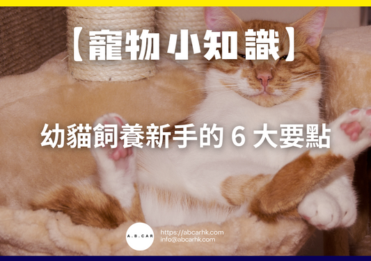 【寵物小知識】幼貓飼養新手的 6 大要點