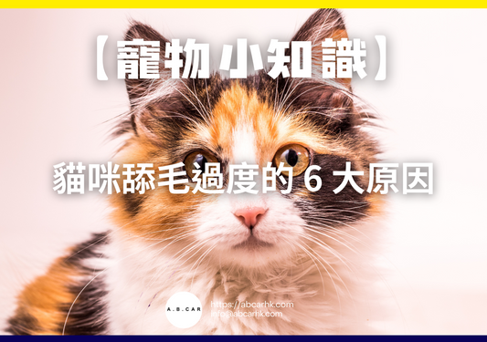【寵物小知識】貓咪舔毛過度的 6 大原因
