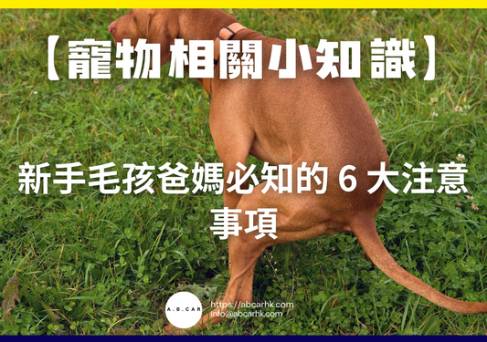 【寵物相關小知識】新手毛孩爸媽必知的 6 大注意事項