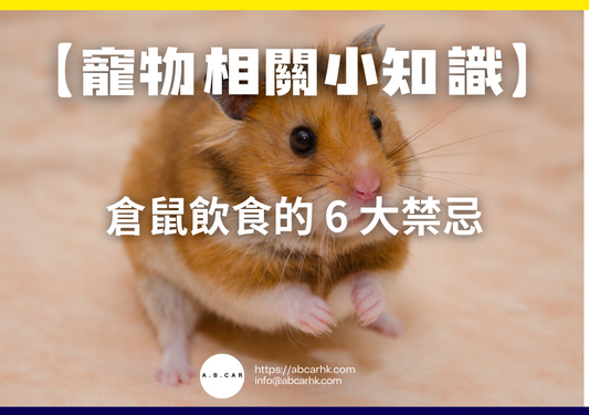 【寵物相關小知識】倉鼠飲食的 6 大禁忌