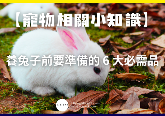 【寵物相關小知識】養兔子前要準備的 6 大必需品