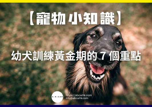 【寵物小知識】幼犬訓練黃金期的 7 個重點