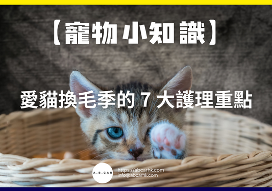 【寵物小知識】愛貓換毛季的 7 大護理重點