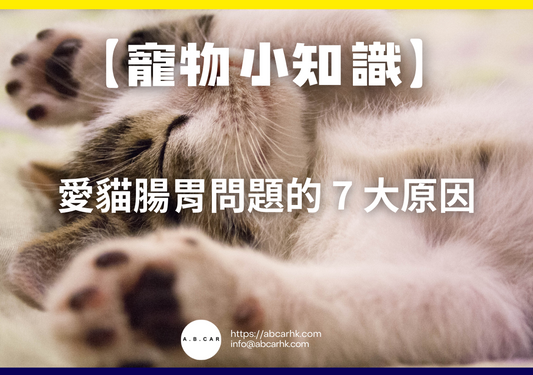 【寵物小知識】愛貓腸胃問題的 7 大原因