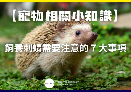 【寵物相關小知識】飼養刺蝟需要注意的 7 大事項