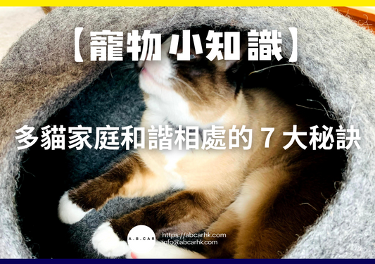 【寵物小知識】多貓家庭和諧相處的 7 大秘訣