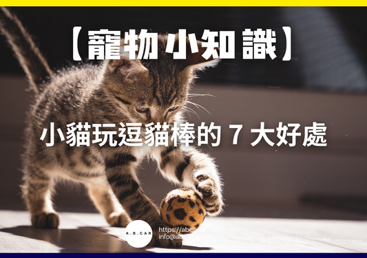 【寵物小知識】小貓玩逗貓棒的 7 大好處