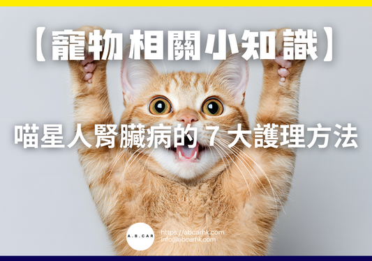 【寵物相關小知識】喵星人腎臟病的 7 大護理方法