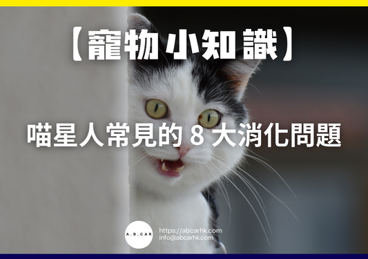 【寵物小知識】喵星人常見的 8 大消化問題