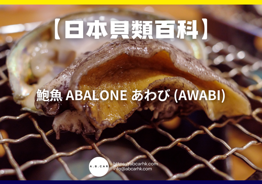 【日本貝類百科】鮑魚 Abalone あわび (Awabi)｜編：煮婦爸爸