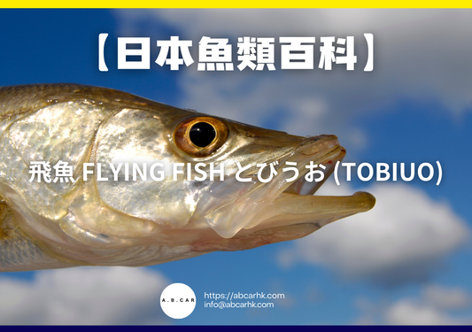 【日本魚類百科】飛魚 Flying Fish とびうお (Tobiuo)｜編：煮婦爸爸