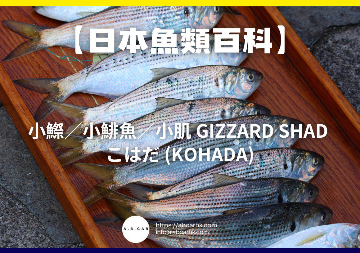 【日本魚類百科】小鰶/小鯡魚/小肌 Gizzard Shad こはだ (Kohada)|編:煮婦爸爸 – A.B.CAR HK