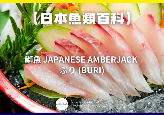 【日本魚類百科】鰤魚 Japanese Amberjack ぶり (Buri)｜編：煮婦爸爸